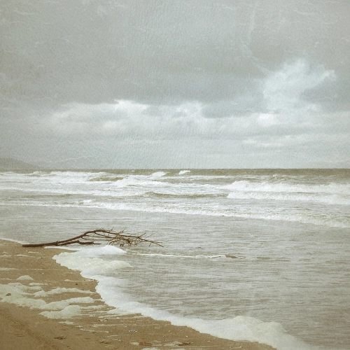 plage rivage branche