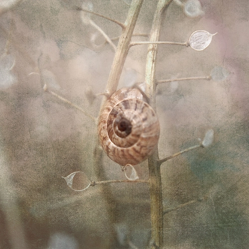 escargot bord de mer
