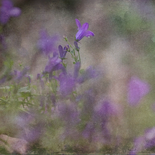 fleurs trottoir campanules