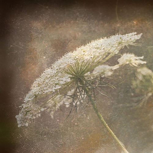 fleur des champs