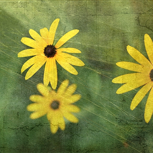 fleurs jaune rudbéckia