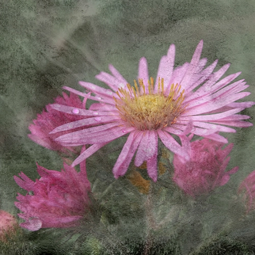 fleur rose goutte