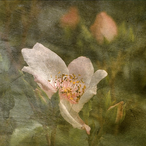 fleur rose bouton