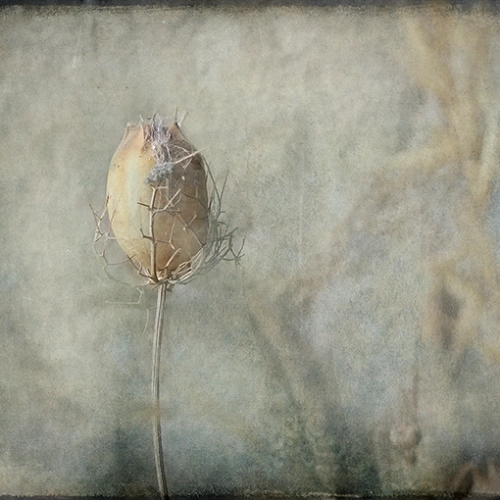 nigelle toile