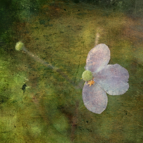 cosmos fleur bouton