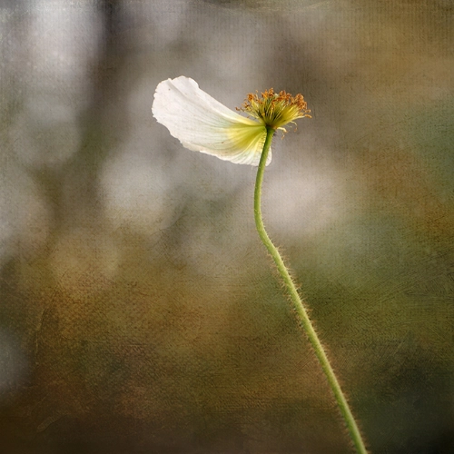 pavot pétale